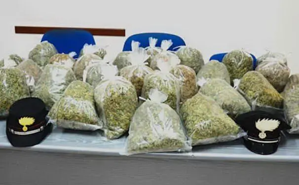 Parte della marijuana sequestrata