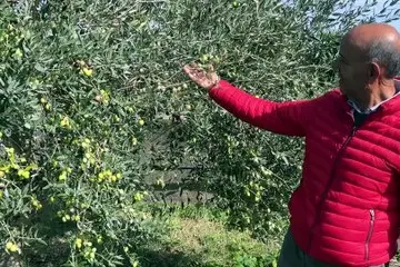 Berchidda, l'oleificio Gallura festeggia una stagione tra le più favorevoli