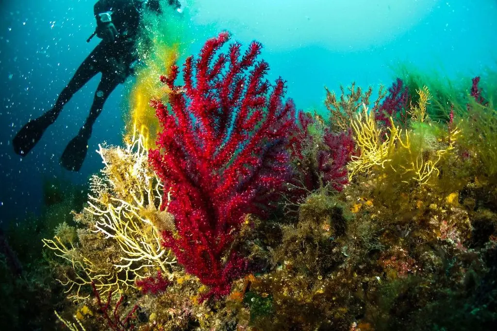 Un fondale nel Mar Mediterraneo (foto concessa)
