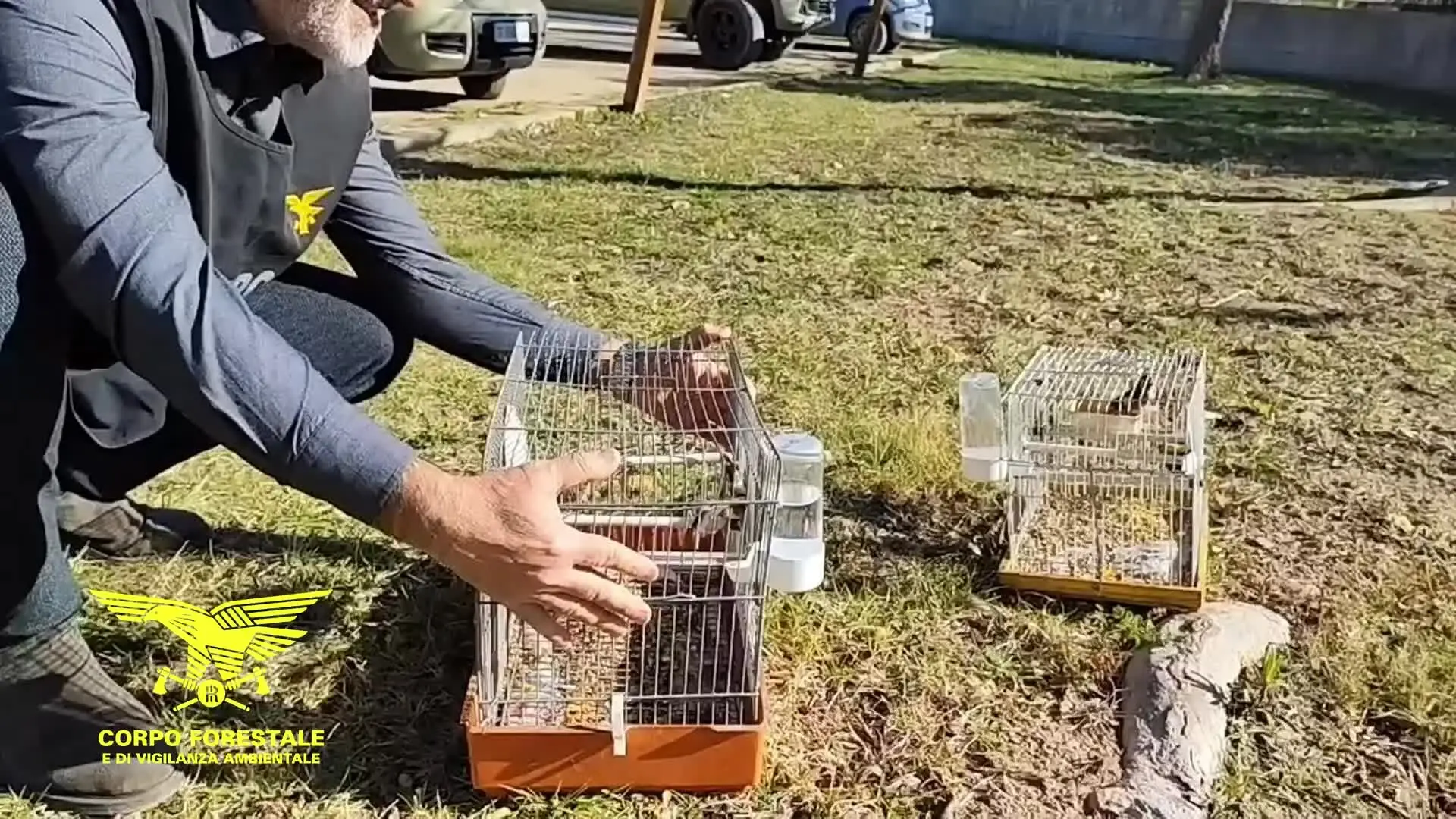 Cagliari, goldfinches and linnets captured and held in captivity: a