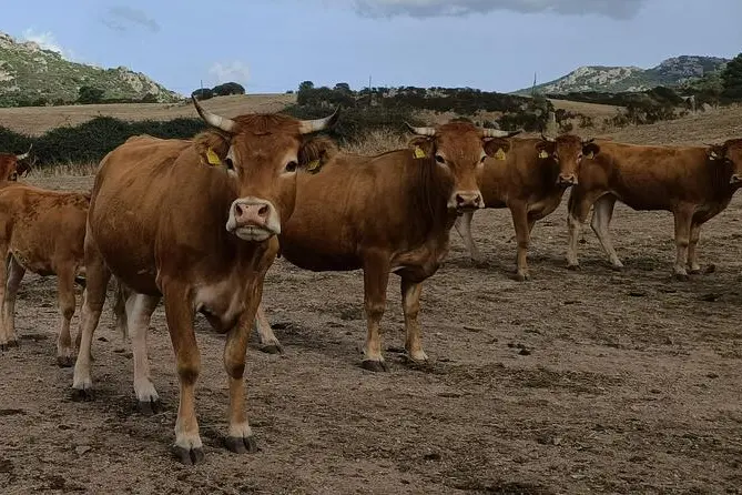 Dei bovini (foto Ansa)