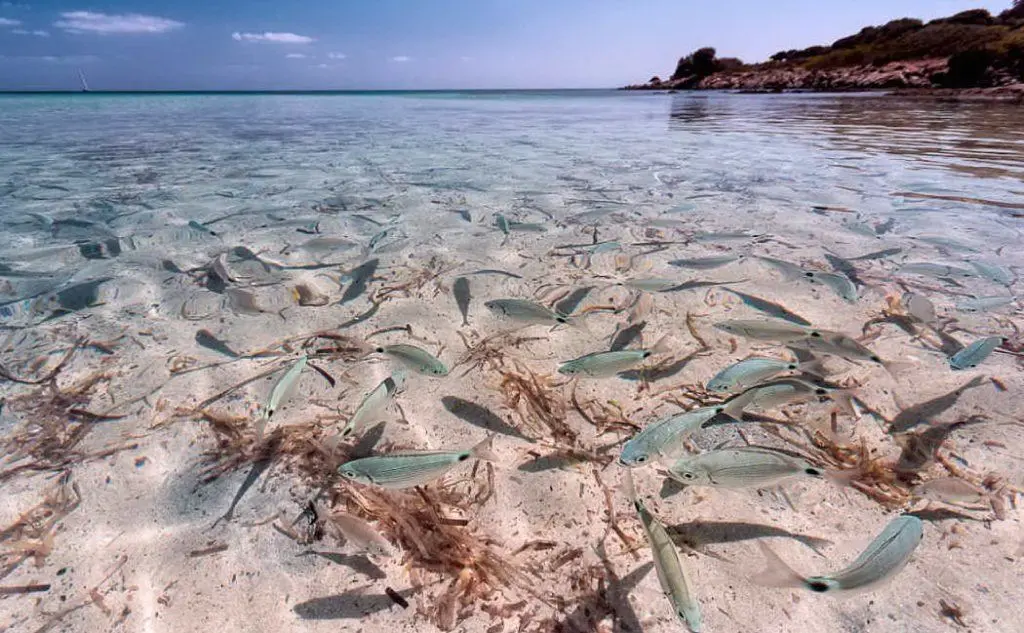 La foto di Antonio Pedroni dall'area marina protetta Isola dell'Asinara