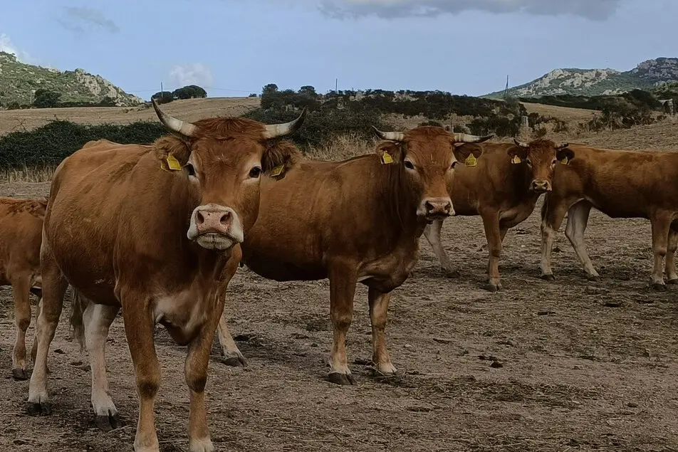 Immagine simbolo (Archivio L'Unione Sarda)