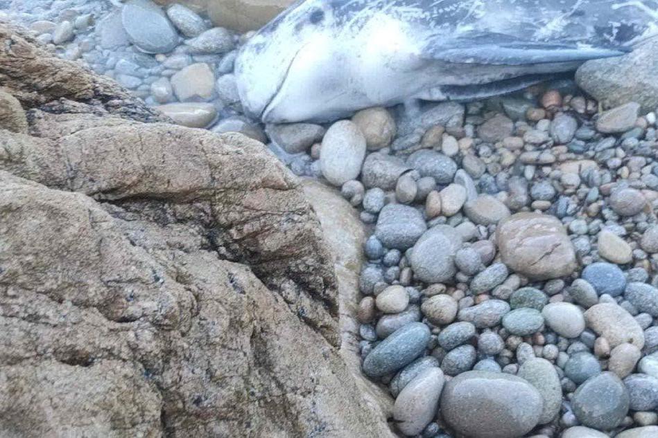 Aglientu, cucciolo di balena spiaggiato a Monti Russu