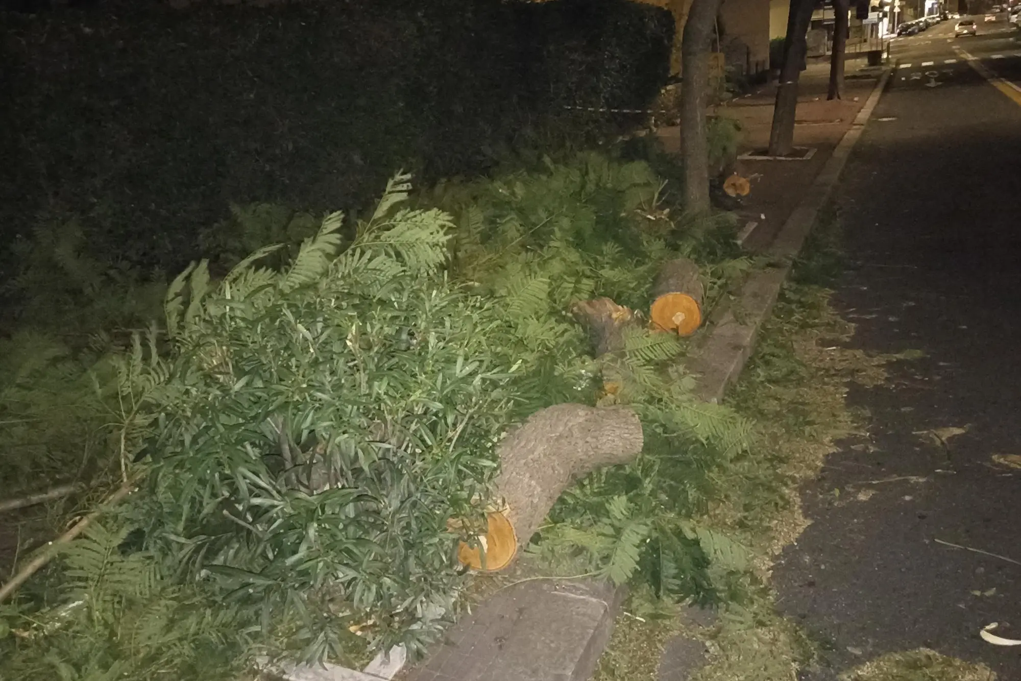 Un albero crollato a Cagliari nella notte (foto Ungari)