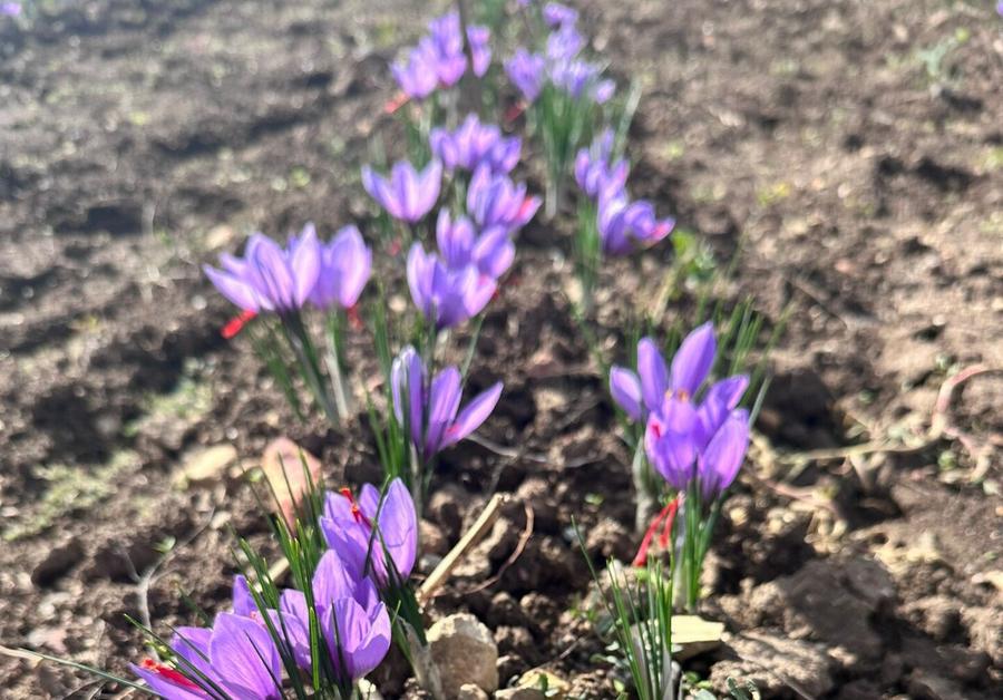 Oro rosso, la Dop è un flop