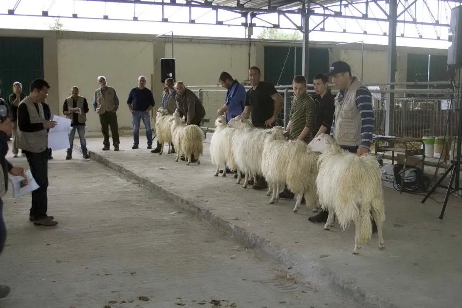 Un'edizione della fiera degli ovini