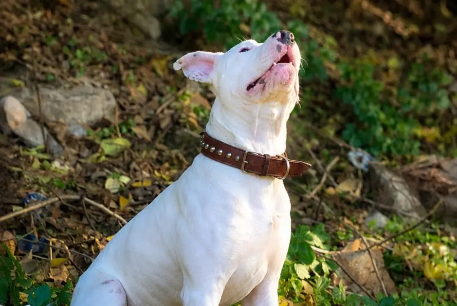 Ares