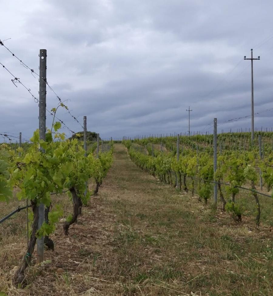 A Sassari le pale minacciano vigneti  e Domus de Janas