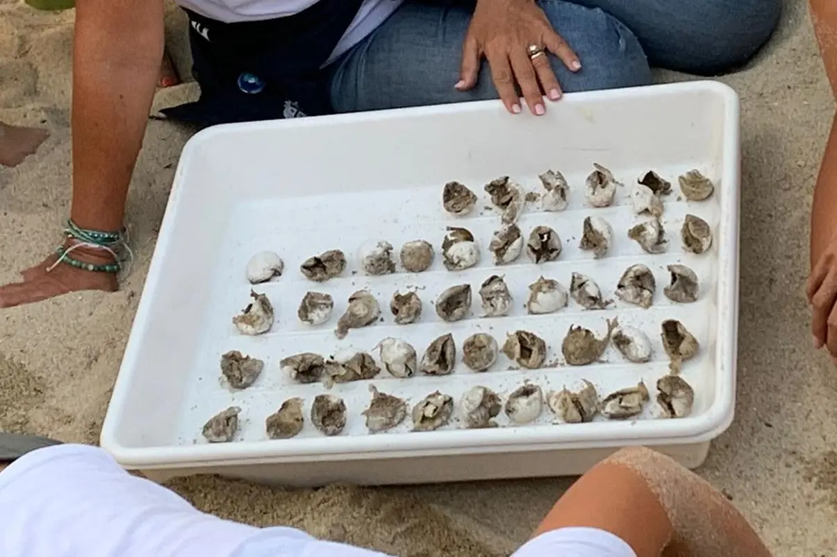Uova schiuse delle caretta caretta a Solanas