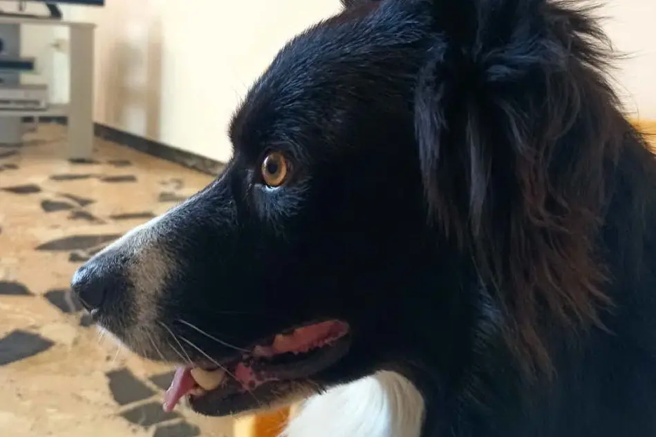 Il cane morto dopo aver mangiato le crocchette avvelenate (foto Pintori)