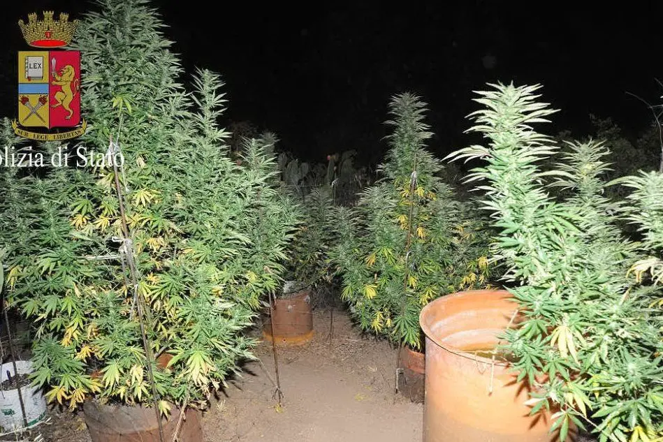 Le piante di cannabis sequestrate