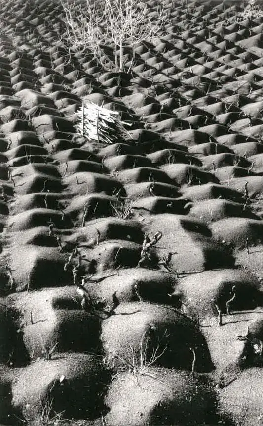 Coltivazione della vite, Etna 1953 \r ©Archivio Storico Circolo Fotografico La Gondola Venezia