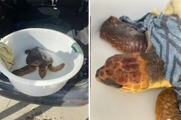 La caretta caretta salvata