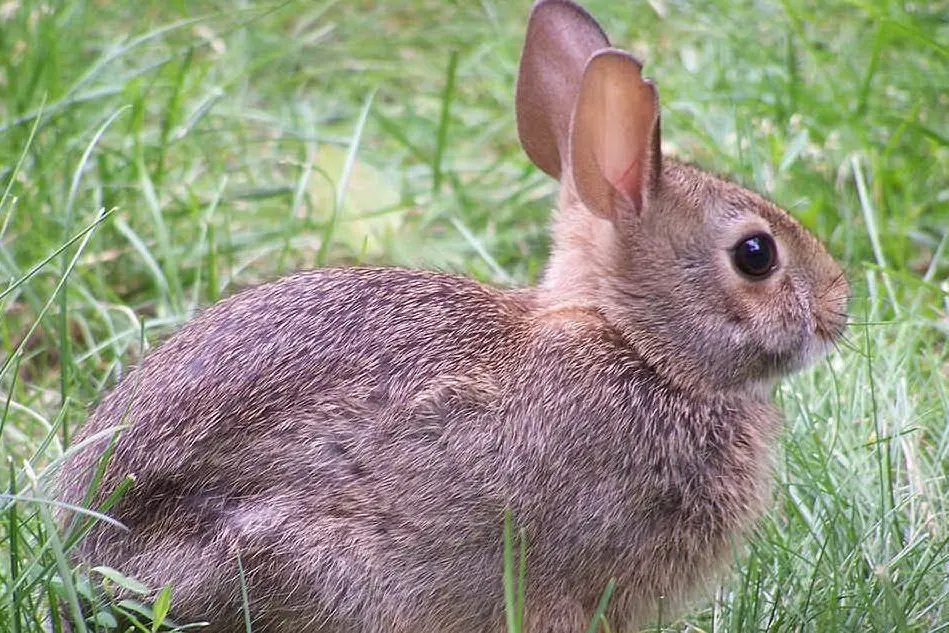 Un esemplare di coniglio selvatico (foto Wikipedia)