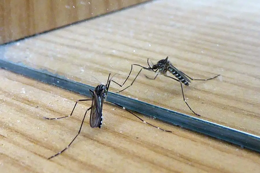 La zanzara coreana si sta diffondendo rapidamente anche in Italia (da Wikimedia)