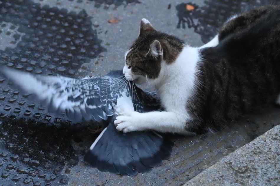 Brexit, il gatto di Downing Street ruba la scena ai negoziati catturando un piccione