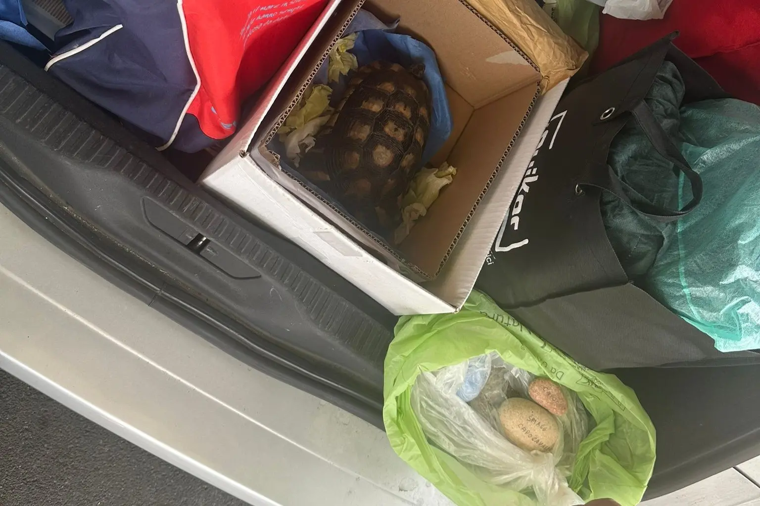 Tartaruga e pietre sequestrate a Olbia