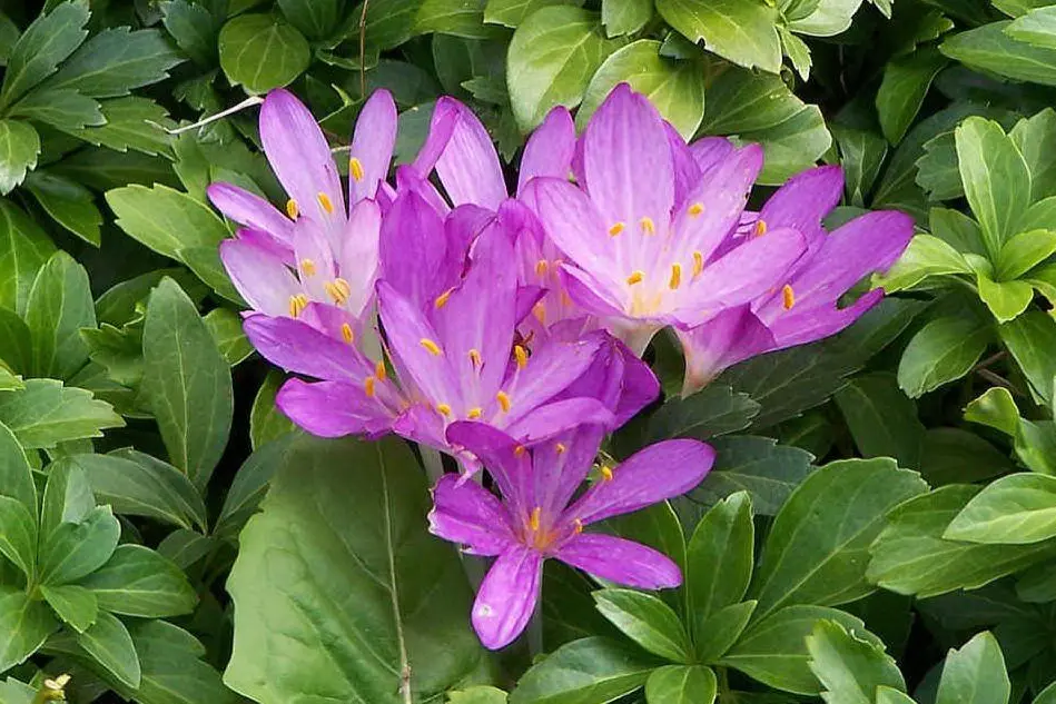 I fiori di &quot;falso zafferano&quot; (foto Wikipedia)