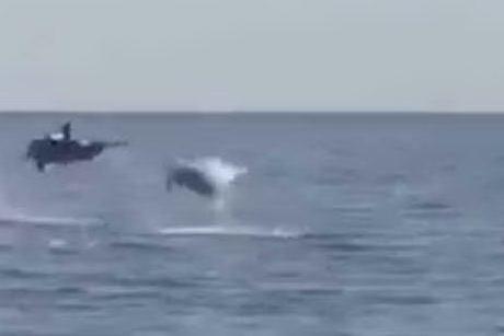 Lo spettacolo dei delfini a Orosei, che acrobazie!