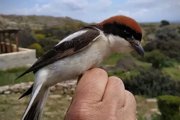 Averla Capirossa, specie presente all'Asinara (foto concessa)