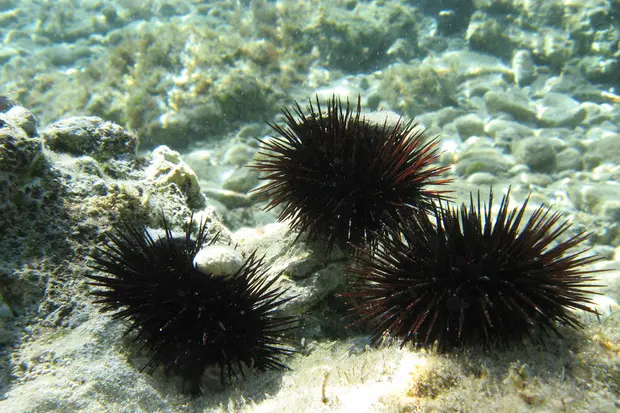 Ricci di mare (Ansa)