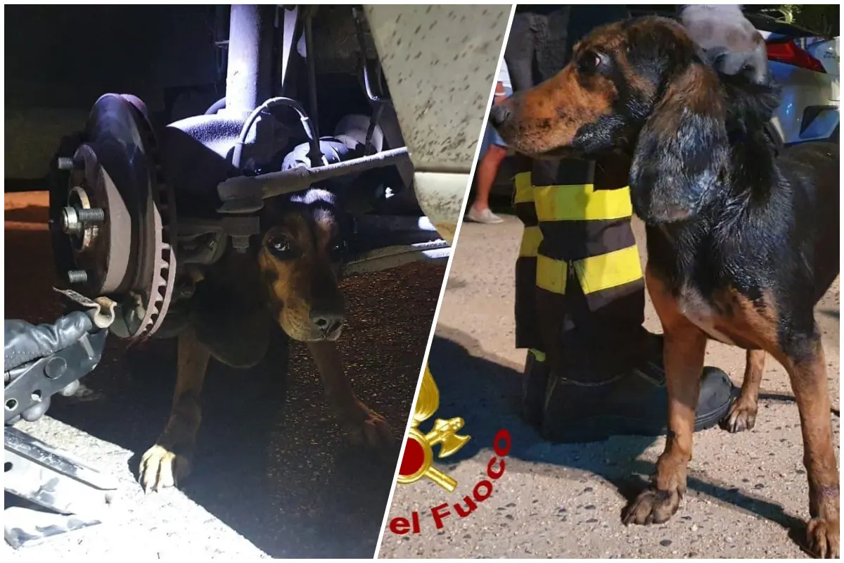 Finisce sotto un’auto sulla sp 115, cane liberato dai vigili del fuoco (foto vigili del fuoco)