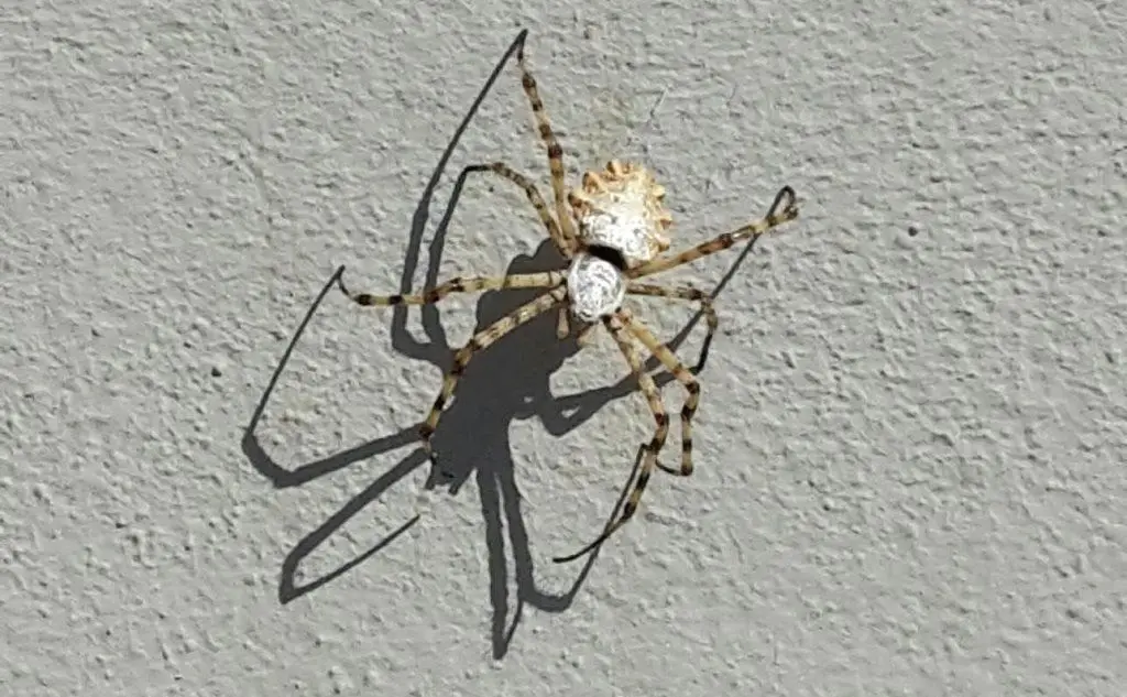&quot;Ho trovato questo ragno, grande 6-7 centimetri, in cortile a Bari Sardo qualche giorno fa&quot;, la foto di Silvia Fanni (04/08/2018)