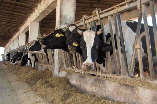 Allevamento di bovini (Foto L'Unione Sarda - Marras)