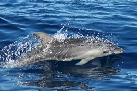 Cetacei nel Santuario Pelagos (foto concessa)