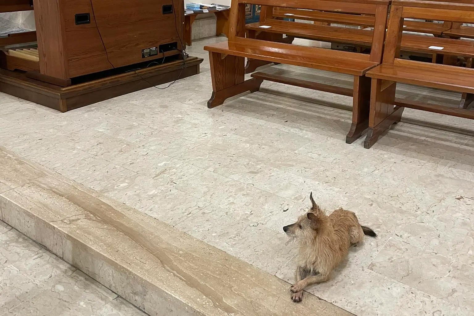 Il cane nella chiesa di Senobì (foto Facebook)