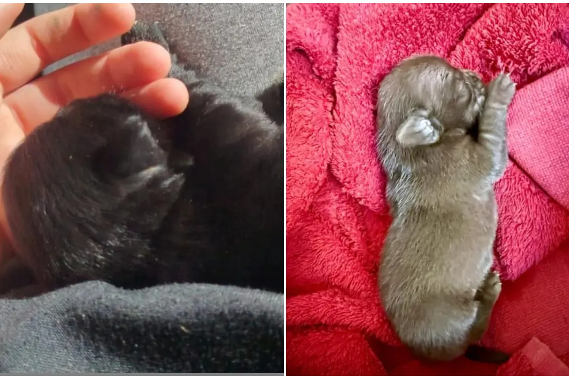 I due fratellini di Nerino (foto Oipa Cagliari)