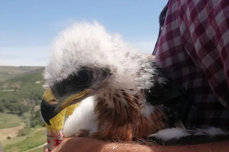 Un pullo di aquila (foto F. Manca)