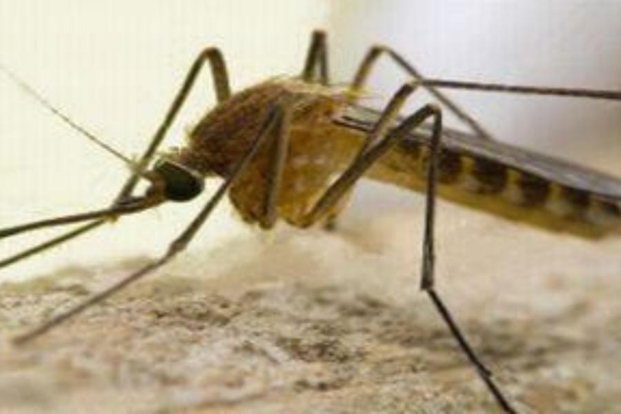 West Nile a Oristano, stabili le condizioni del 72enne. Attivato il protocollo d’emergenza