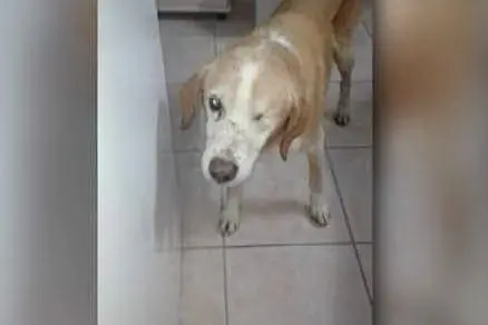 Il cane barbaramente ucciso (foto da frame video @Mediaset)