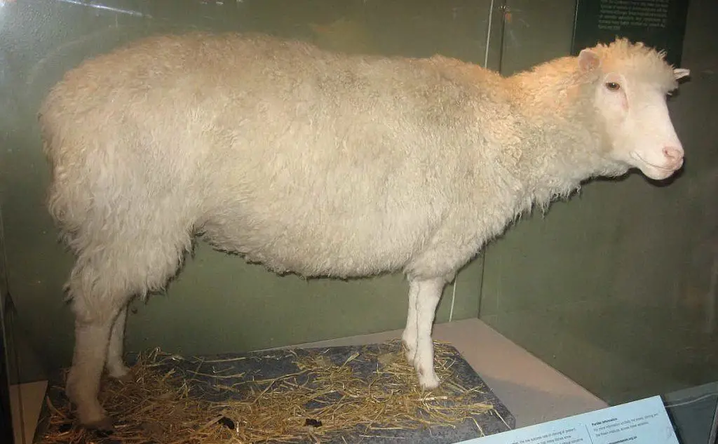 Imbalsamata, è ora esposta al National Museum of Scotland (foto Wikipedia)