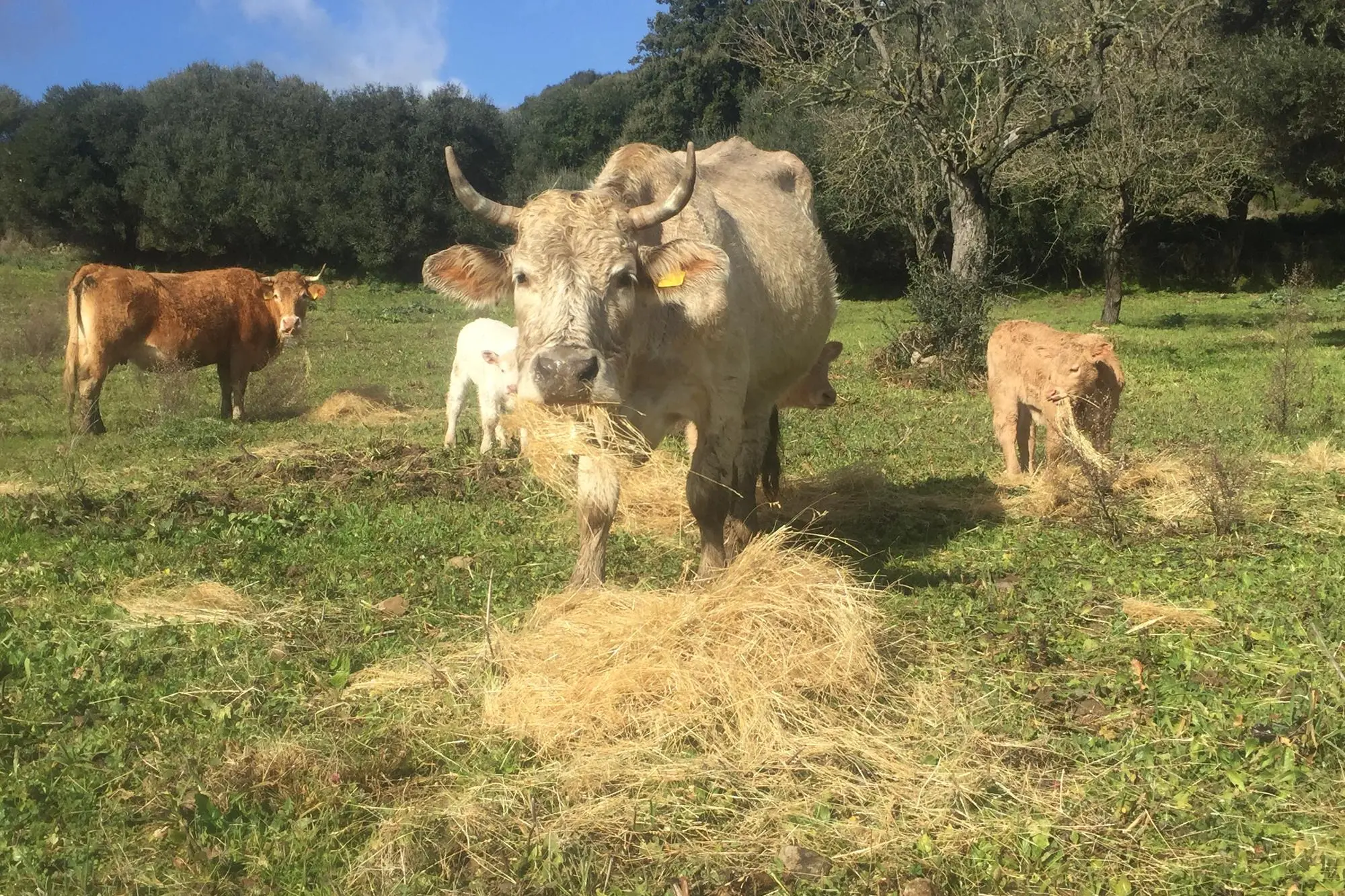 Un allevamento di bovini nell'ozierese