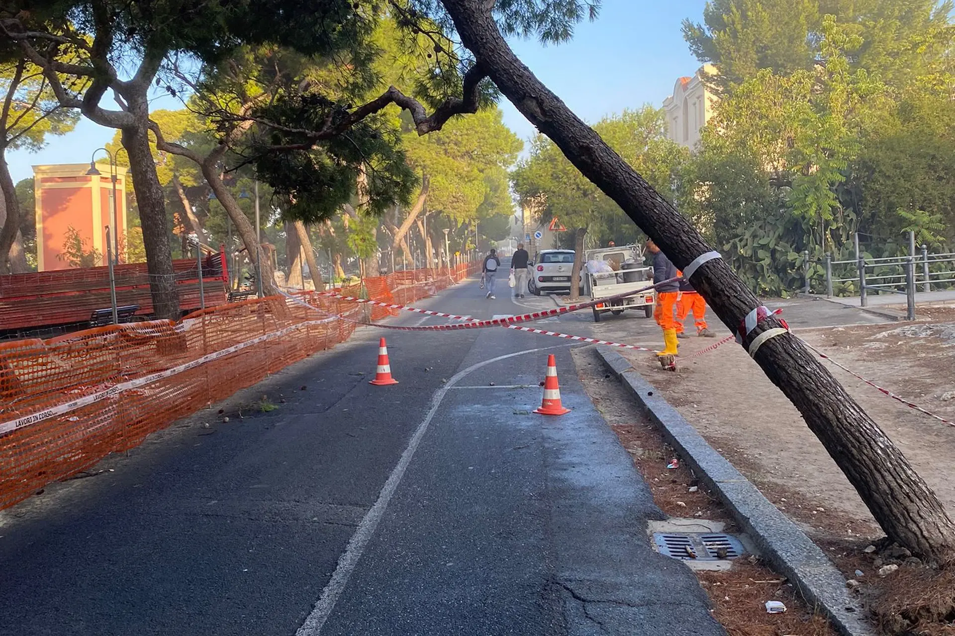 Il pino da abbattere in viale Buoncammino