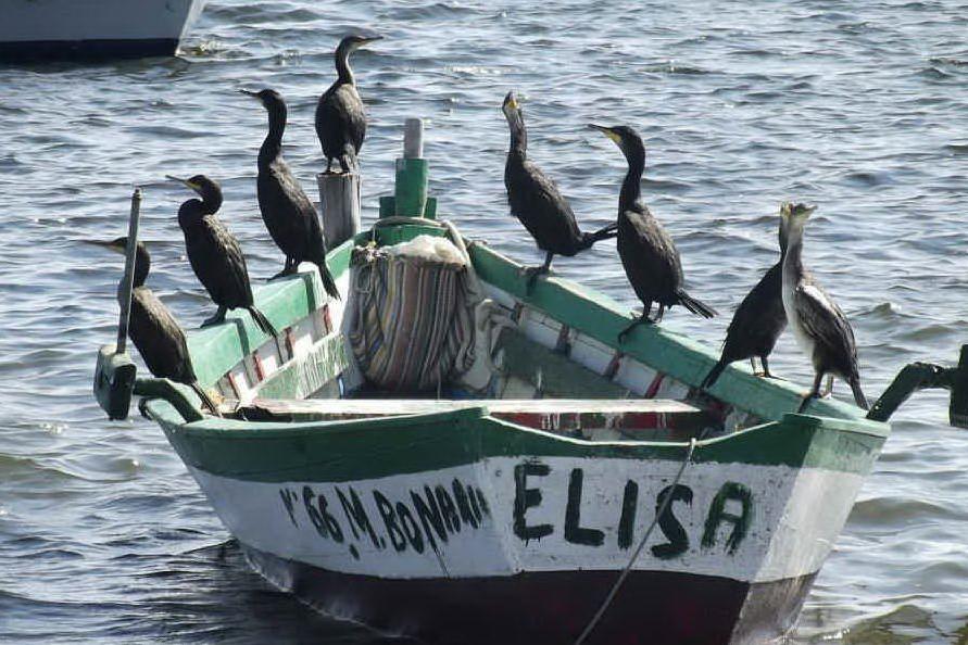 Arbatax, i pescatori contro i cormorani