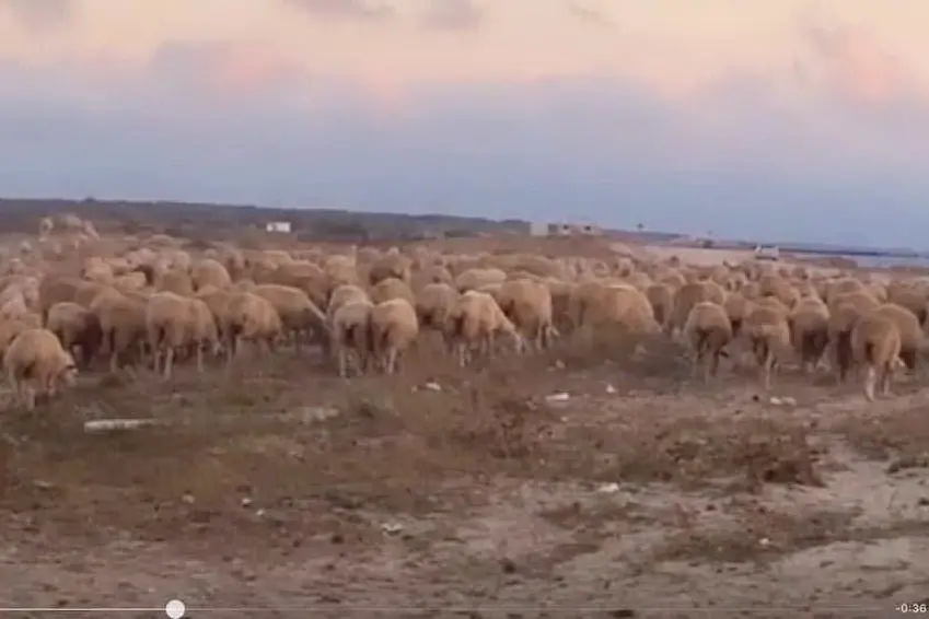 Le pecore sulla spiaggia di Abarossa