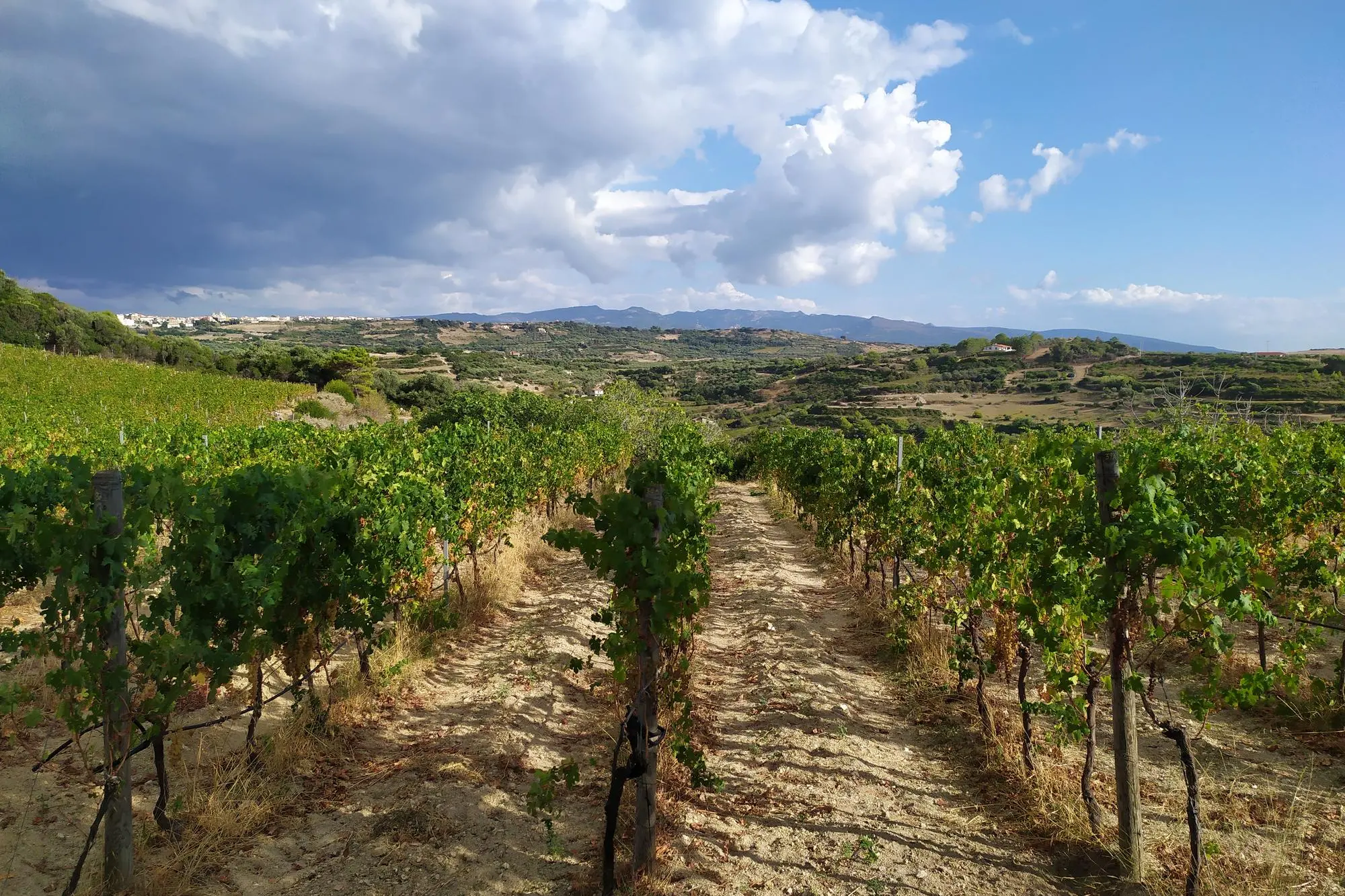 Malvasia