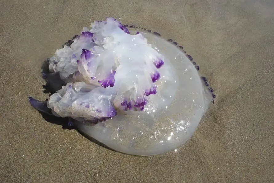 Una medusa a riva