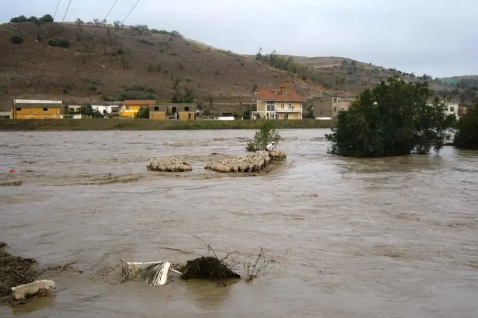 Allevatore in pericolo a Furtei il 4 novembre 2008 (foto dal lettore Delio Scano)