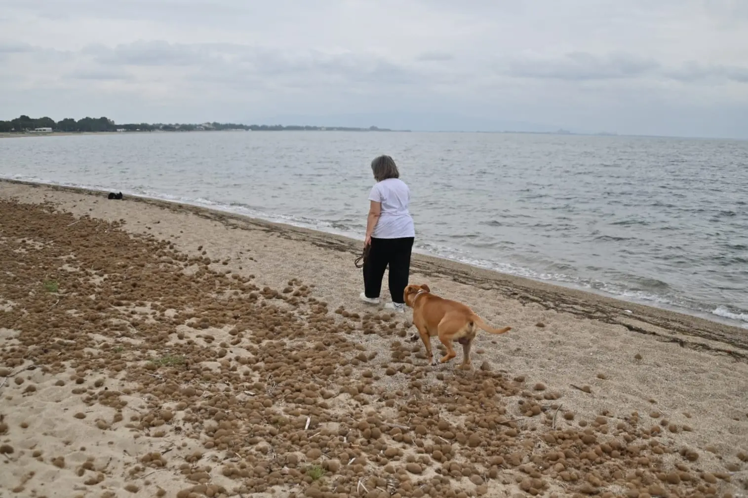 La spiaggia per i cani nella marina di Torre Grande (Foto di Alessandra Chergia)