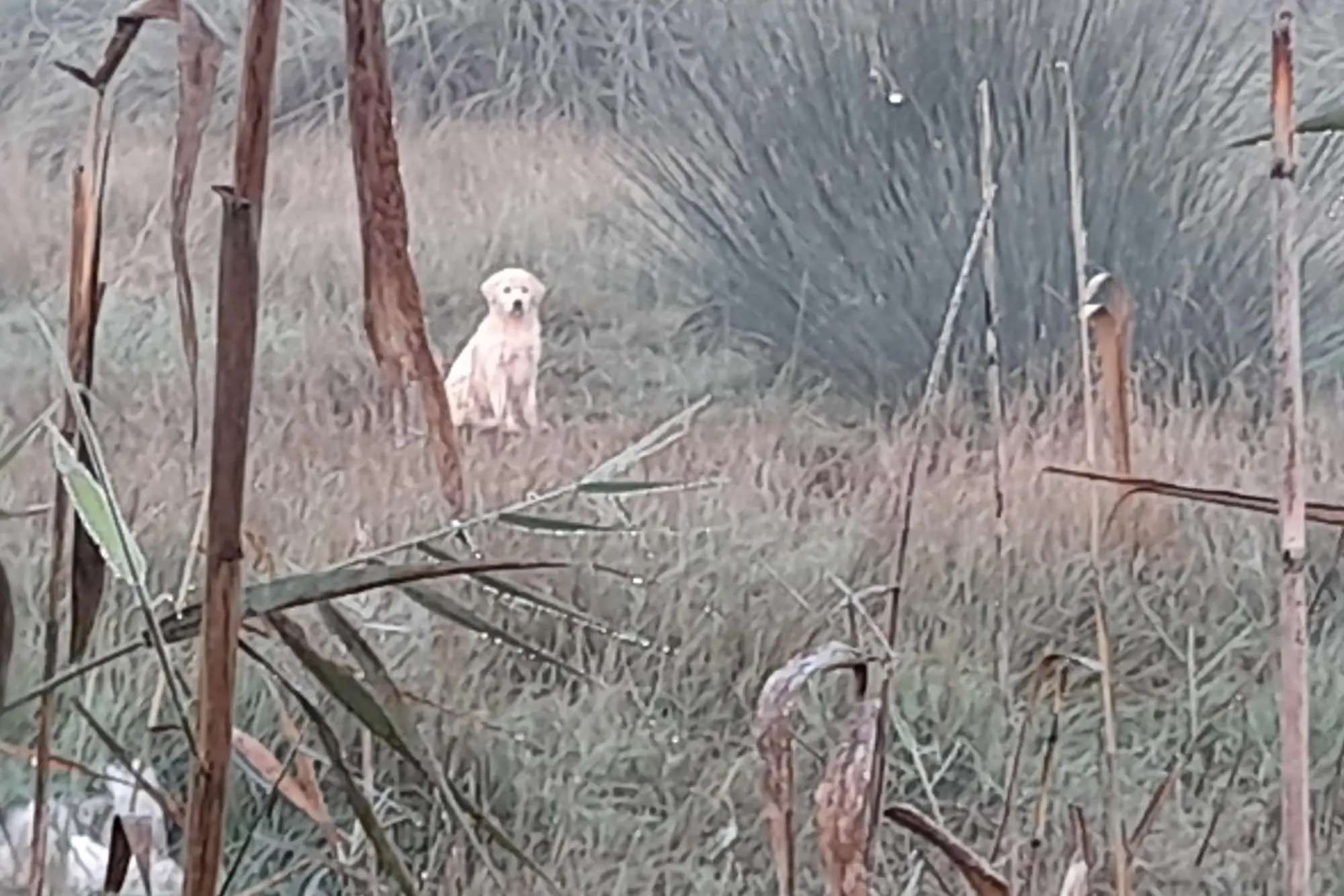 Un cane randagio nel territorio di Terralba (Foto dell'associzione)