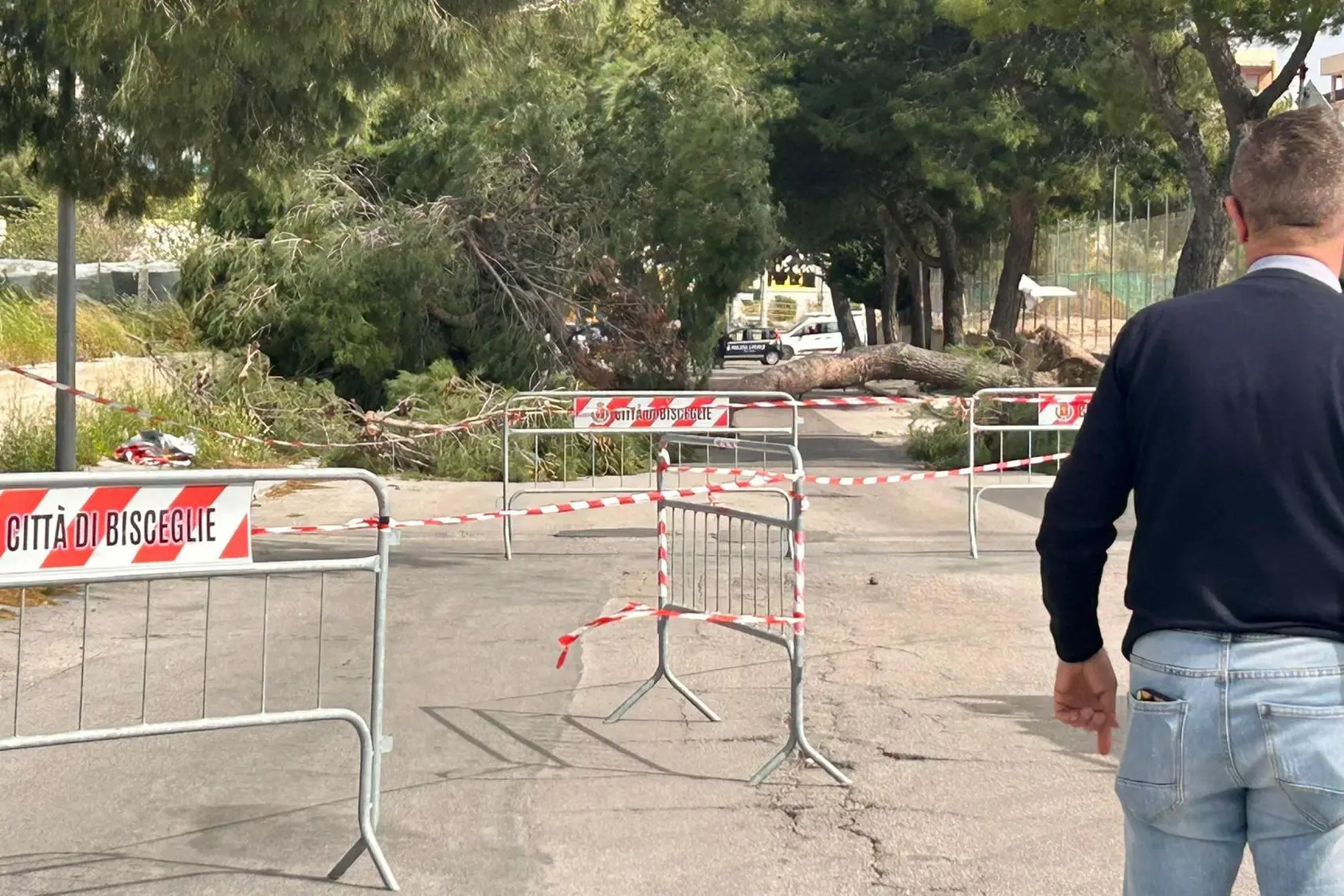 Il tronco d'albero che, caduto causa vento, ha ucciso una 12enne a Bisceglie (Ansa)