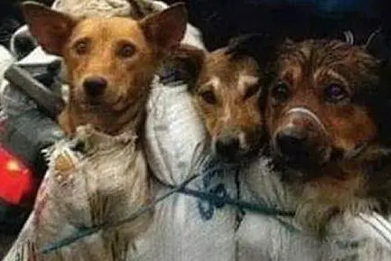 Alcuni cani esposti nel festival della carne canina a Yulin