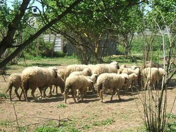 L’Associazione allevatori della Regione Sardegna: “Serve un censimento delle razze ovine”