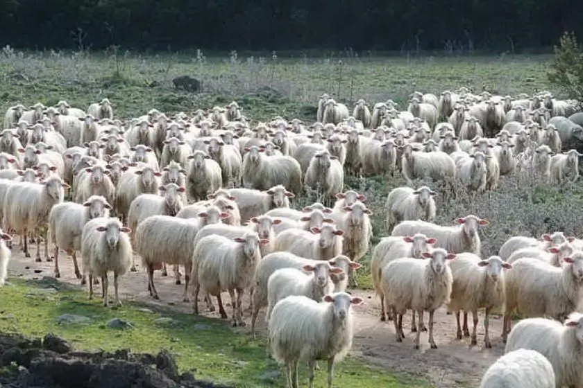 Un allevamento ovino (Archivio L'Unione Sarda)