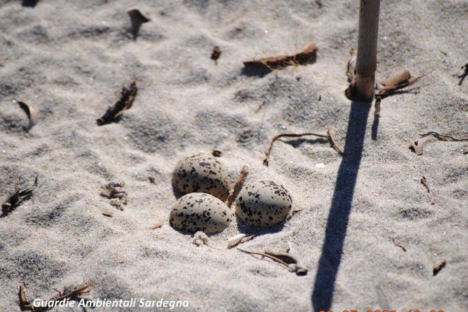 Le tre uova (foto Guardie ambientali Sardegna-sezione Villasimius)